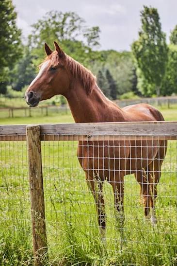 Horse behind a woven-wire fence on wood posts