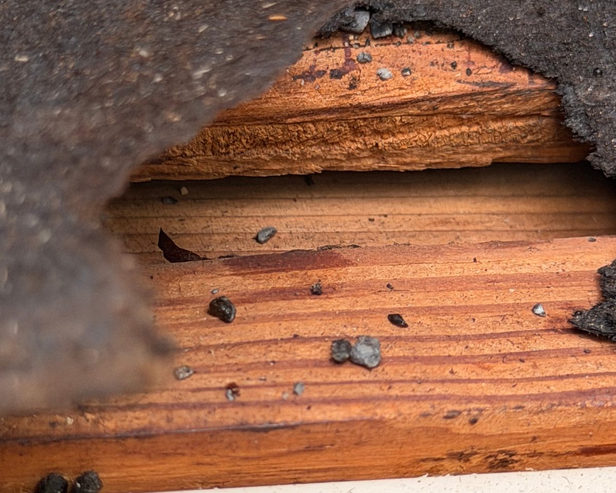 Shingle granules sitting on a rafter under torn felt